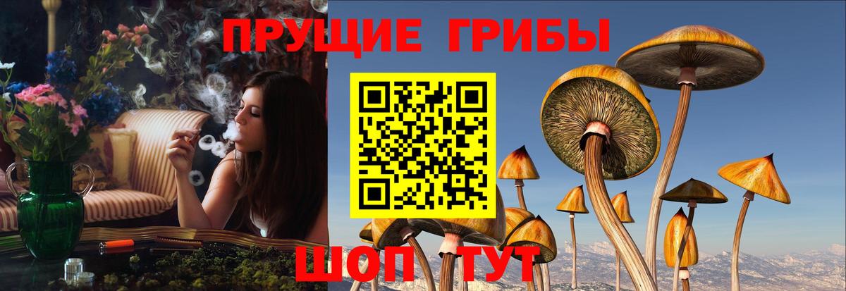 Псилоцибиновые грибы GOLDEN TEACHER Семилуки